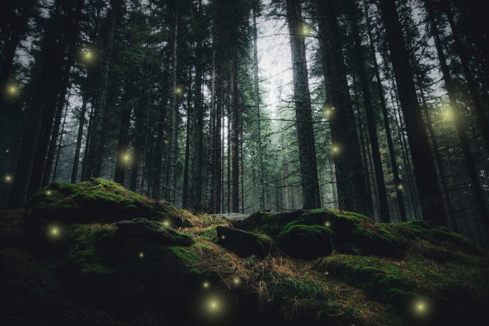 神秘的な夜の森